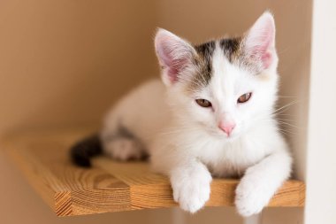 Kediler, kediler, tekir kediler, küçük kediler, küçük kediler