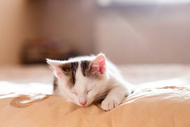 Kediler, kediler, tekir kediler, küçük kediler, küçük kediler