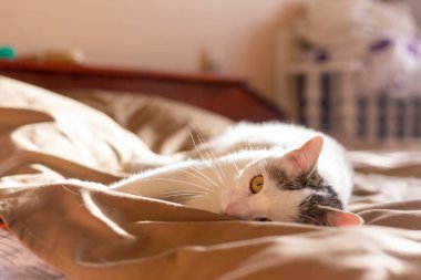 Kediler, kediler, tekir kediler, küçük kediler, küçük kediler