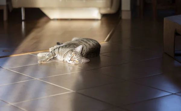 Kediler, kediler, tekir kediler, küçük kediler, küçük kediler