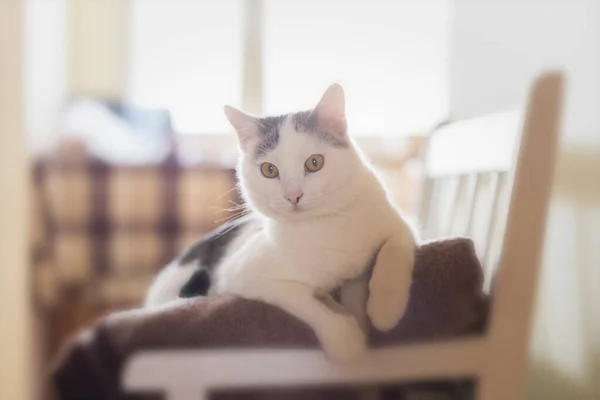 Katter Katt Tabby Katt Liten Katt Små Katter — Stockfoto