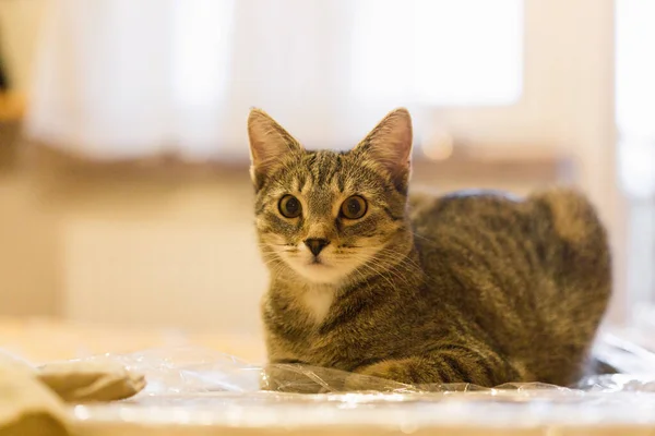 Katten Kat Kat Kat Kleine Kat Kleine Katten — Stockfoto