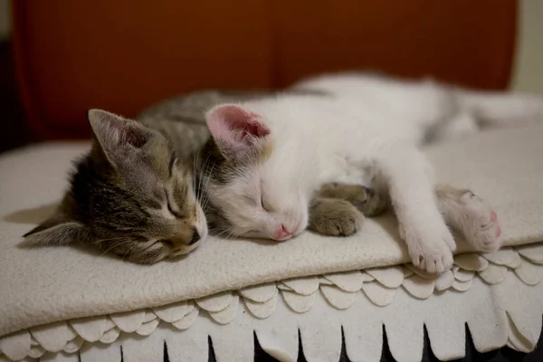 Gatos Gato Gato Mesa Gato Pequeno Gatos Pequenos — Fotografia de Stock