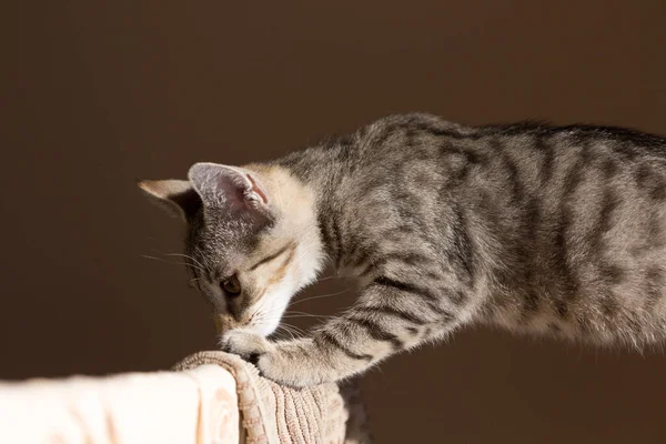 Kediler, kediler, tekir kediler, küçük kediler, küçük kediler