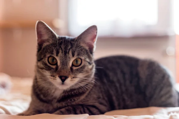 Katten Kat Kat Kat Kleine Kat Kleine Katten — Stockfoto