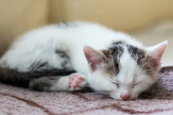 Kediler, kediler, tekir kediler, küçük kediler, küçük kediler