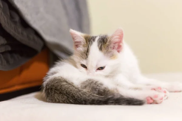 Kediler, kediler, tekir kediler, küçük kediler, küçük kediler