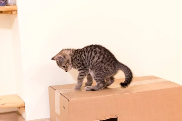 Kediler, kediler, tekir kediler, küçük kediler, küçük kediler