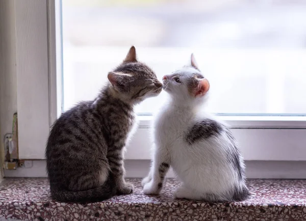 Kediler, kediler, tekir kediler, küçük kediler, küçük kediler