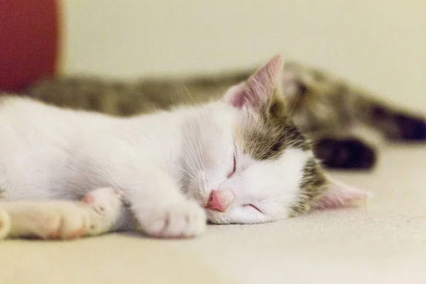 Kediler, kediler, tekir kediler, küçük kediler, küçük kediler