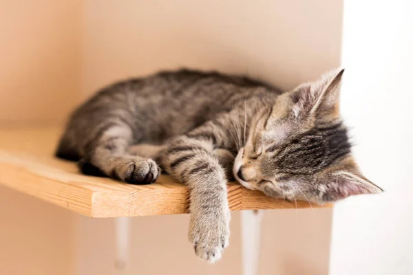 Kediler, kediler, tekir kediler, küçük kediler, küçük kediler