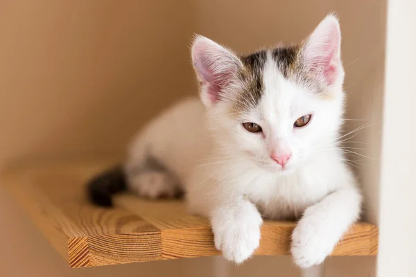 Kediler, kediler, tekir kediler, küçük kediler, küçük kediler