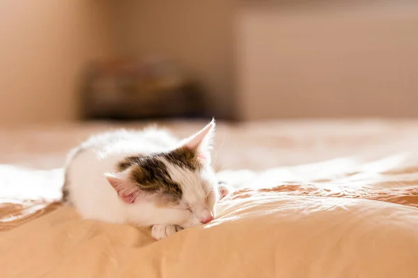 Kediler, kediler, tekir kediler, küçük kediler, küçük kediler