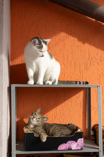 Kediler, kediler, tekir kediler, küçük kediler, küçük kediler