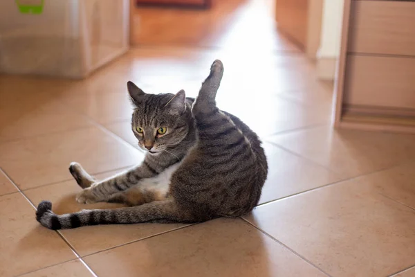 Kediler, kediler, tekir kediler, küçük kediler, küçük kediler