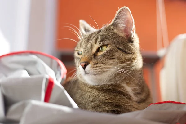 Kediler, kediler, tekir kediler, küçük kediler, küçük kediler