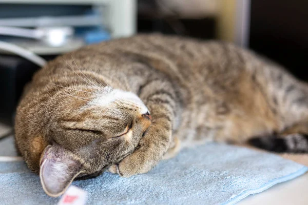 Kediler, kediler, tekir kediler, küçük kediler, küçük kediler