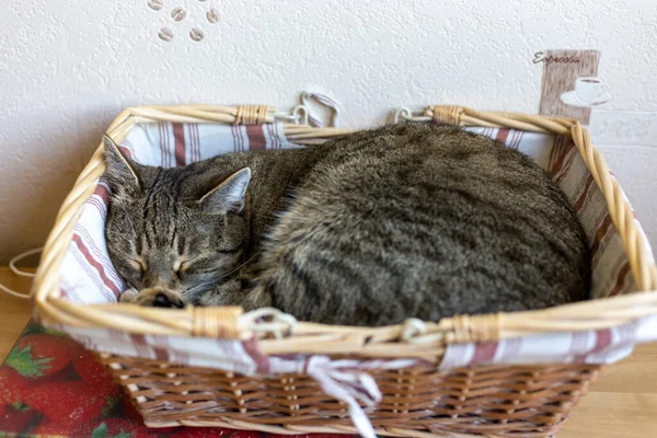 Kediler, kediler, tekir kediler, küçük kediler, küçük kediler