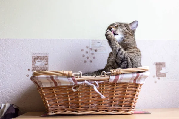 Kediler, kediler, tekir kediler, küçük kediler, küçük kediler