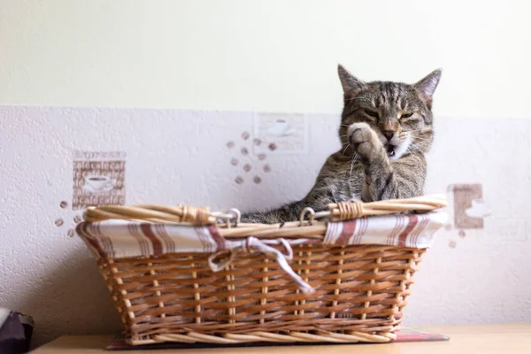 Kediler, kediler, tekir kediler, küçük kediler, küçük kediler