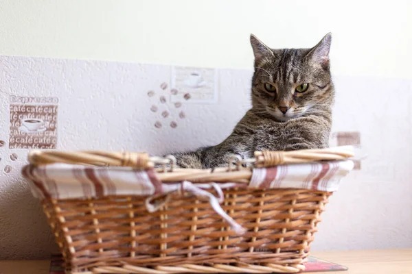 Kediler, kediler, tekir kediler, küçük kediler, küçük kediler