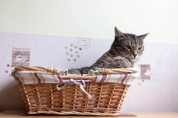 Kediler, kediler, tekir kediler, küçük kediler, küçük kediler