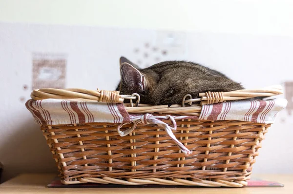 Kediler, kediler, tekir kediler, küçük kediler, küçük kediler