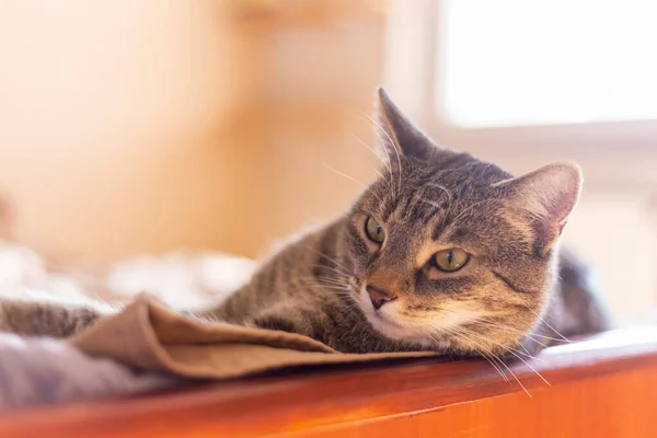 Kediler, kediler, tekir kediler, küçük kediler, küçük kediler