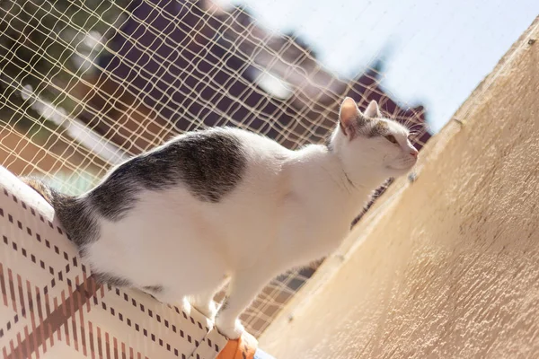 Kediler, kediler, tekir kediler, küçük kediler, küçük kediler