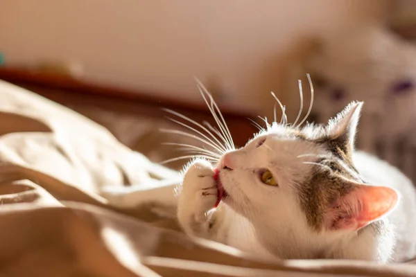 Kediler, kediler, tekir kediler, küçük kediler, küçük kediler