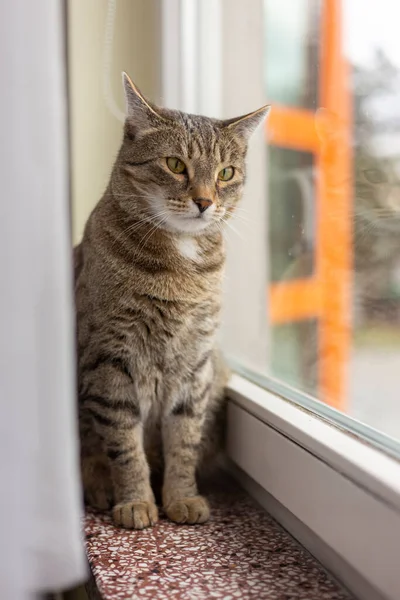 Kediler, kediler, tekir kediler, küçük kediler, küçük kediler