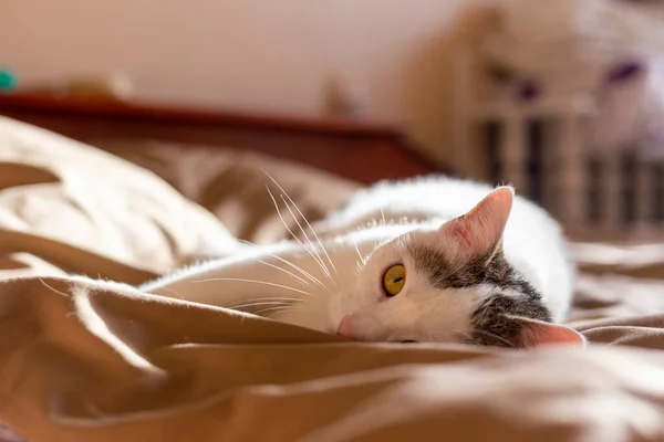 Katten Kat Kat Kat Kleine Kat Kleine Katten — Stockfoto