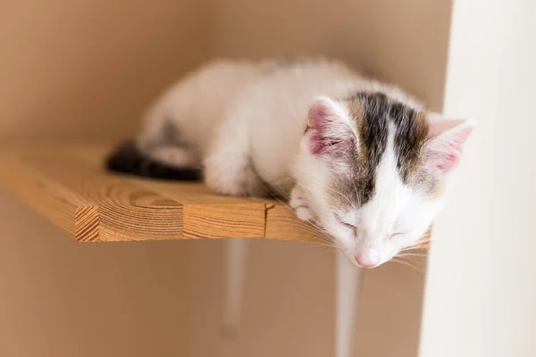 Chats Chat Chat Tabby Petit Chat Petits Chats Photo De Stock