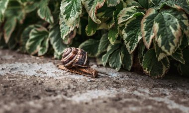  Yeşil yapraklı salyangoz
