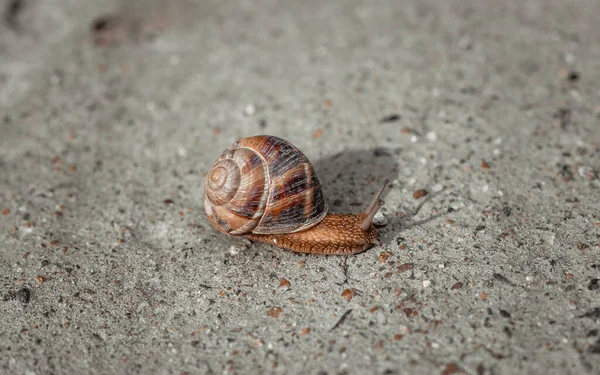 Slak Weg — Stockfoto