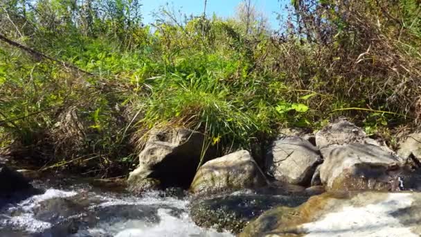 Mengoceh Brook Close Creek Water Amerika Utara Kanada — Stok Video