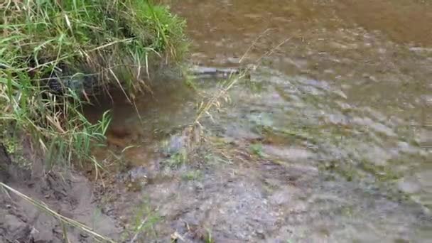 Brookside River Shore Água Fluxo Sem Perturbações Com Grama Verde — Vídeo de Stock