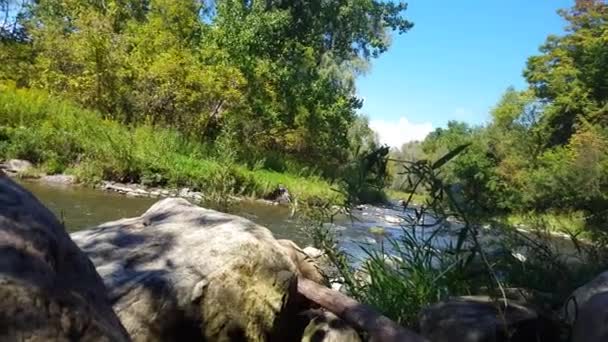 Seltener Reiher Fliegt Über Einen Sonnigen Fluss Nordamerika — Stockvideo