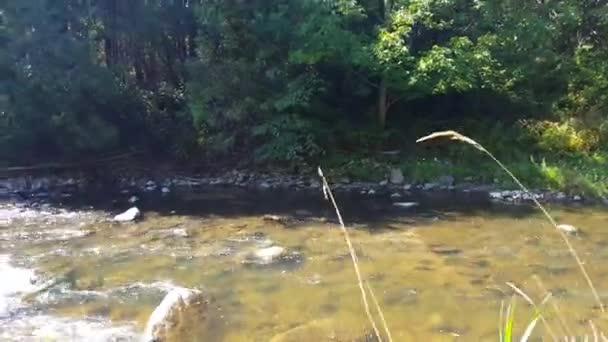 Kuzey Amerika Güneşli Bir Nehir Üzerinde Uçan Nadir Balıkçıl Kuş — Stok video