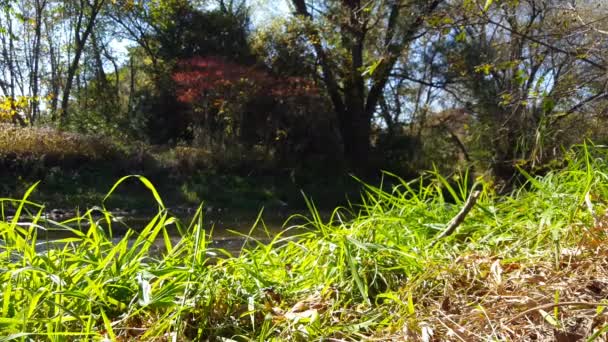 Weelderige Groene Gras Met Zalm Vissen Stroomopwaarts Zwemt Achtergrond Noord — Stockvideo