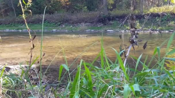 Lachsfische Schwimmen Herbst Stromaufwärts Während Nordamerika Die Blätter Fallen — Stockvideo