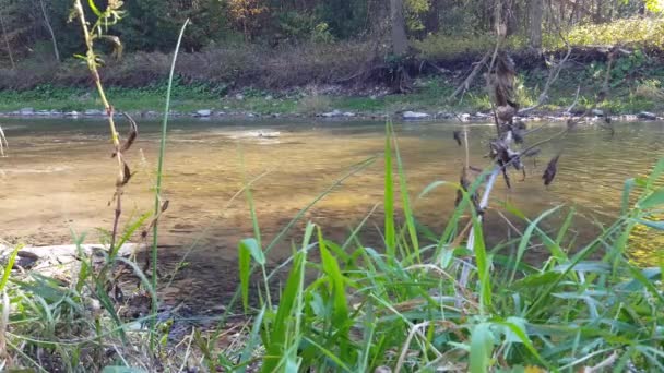 Lachsfische Laufen Stromaufwärts Der Herbstsaison Fluss Nordamerika Kanada — Stockvideo