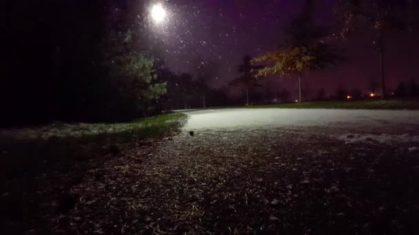 Chute Neige Légère Dans Parc Nuit Neigement Léger Avec Vent — Video
