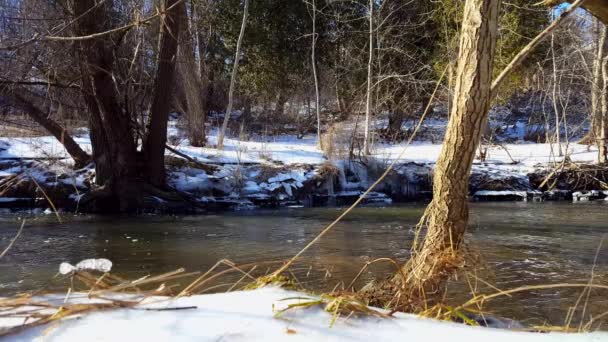 冬の雪に覆われた銀行川 美しい森に囲まれた川沿い雪に流れる冷たい水 — ストック動画