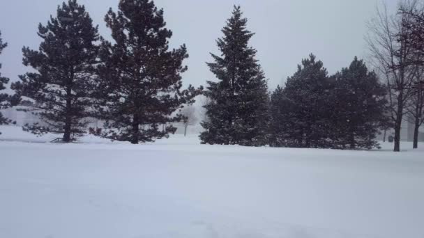 Sněhová bouře Blizzard s jehličnatými stromy. Sněží přírodní scénu s strom oblasti. Malebná krajina počasí zasněžených sever.