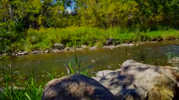 Rare Bird Takes Fly Smooth Flowing River Inglês Blue Heron — Vídeo de Stock