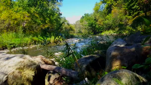 Zeldzame Vogel Wandelen Langs Gladde Stromende Rivier Blauwe Reiger Gespot — Stockvideo