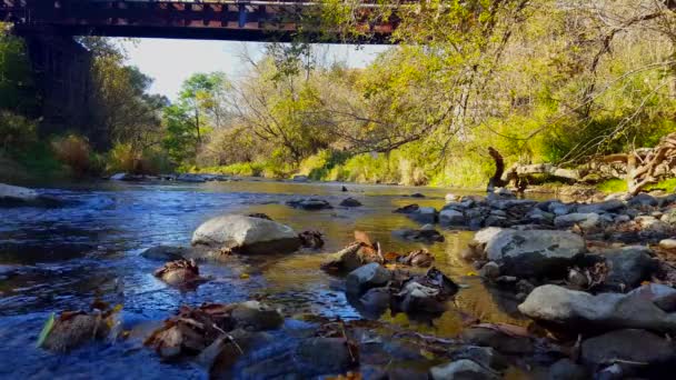Hermoso Río Tranquilo Rodeado Bosque Con Peces Nadando Salpicando Fondo — Vídeos de Stock