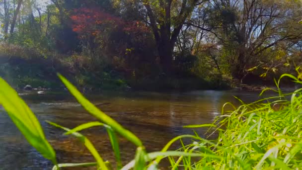 Lush Grönt Gräs Förgrunden Med Fisk Simning Och Stänk Bakgrunden — Stockvideo