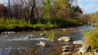 Riverside ormanı Ile güzel akan nehir suyu. Yumuşak kanal boyunca güneşli Riverbank ağaçları.